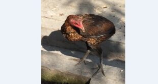 Harga Ayam Tukung Terbaru
