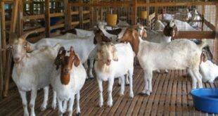 Harga Kambing Boer Jantan dan Betina Terbaru