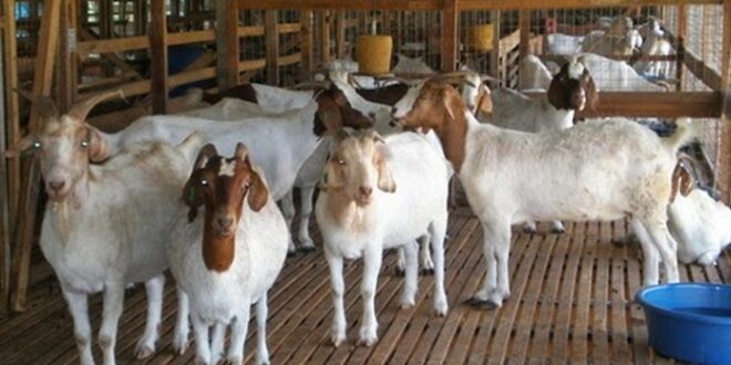 Harga Kambing Boer Jantan dan Betina Terbaru