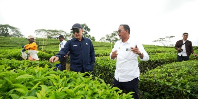Ciptakan Sejarah PalmCo Turn Around Komoditas Teh dan Karet Hingga Untung